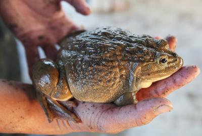 Quy trình kỹ thuật nuôi ếch giống và ếch thịt