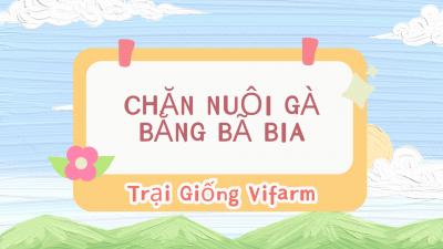 Chăn nuôi gà cho ăn bã bia, đầu tư ít, lợi nhuận cao