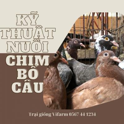 Hướng dẫn kỹ thuật nuôi bồ câu hiệu quả