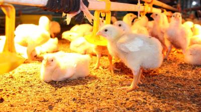 Hướng dẫn sử dụng kháng sinh an toàn và hiệu quả trên vật nuôi (p4)