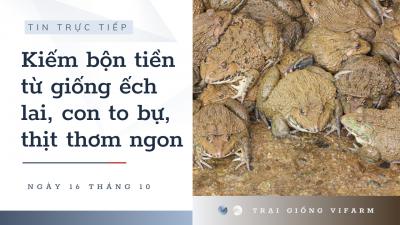 Khánh Hòa: Kiếm bộn tiền từ giống ếch lai, con to bự, thịt thơm ngon