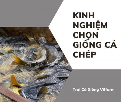 Kinh nghiệm chọn giống cá chép