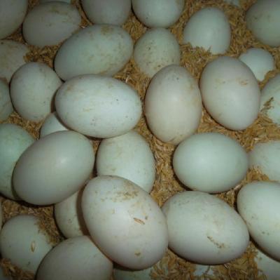 Kinh nghiệm chọn trứng vịt để ấp nở