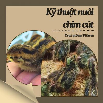 Kỹ thuật nuôi chim cút đơn giản, hiệu quả