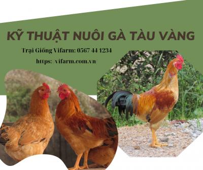 Kỹ thuật nuôi gà tàu vàng hiệu quả