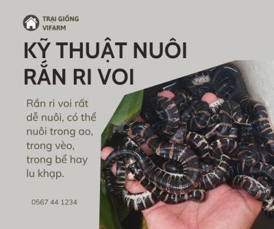 Kỹ thuật nuôi rắn ri voi đơn giản