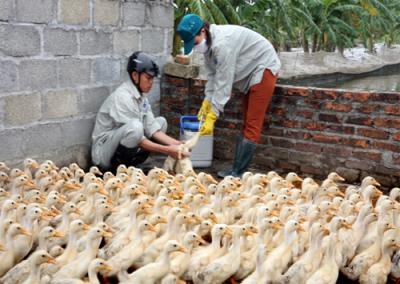 Lịch tiêm vacxin cho đàn vịt – ngan đúng chuẩn bộ nông nghiệp