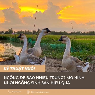 Ngỗng đẻ bao nhiêu trứng? Kỹ thuật nuôi ngỗng sinh sản