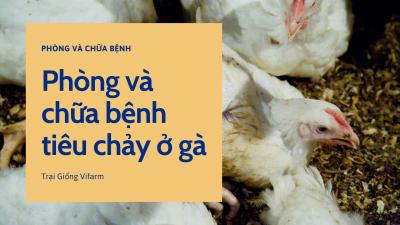 Nguyên nhân gà bị tiêu chảy? Cách phòng và chữa trị