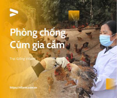 Phòng chống Cúm gia cầm - Thông tin quan trọng cho người chăn nuôi