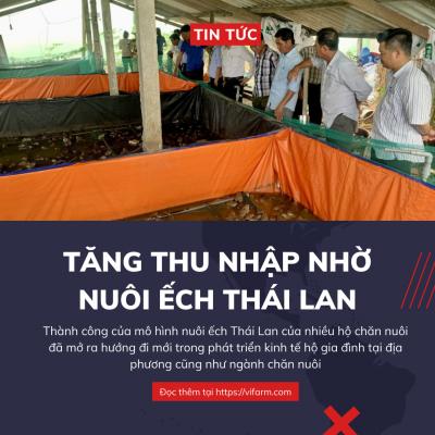 Tăng thu nhập nhờ nuôi ếch Thái Lan