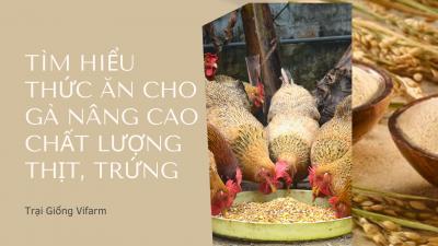 Tìm hiểu thức ăn cho gà nâng cao chất lượng trứng, thịt