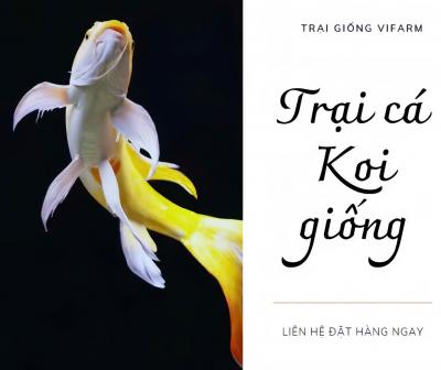 Trại cá koi giống uy tín