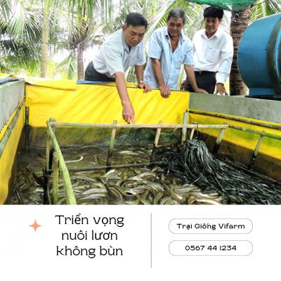 Triển vọng nuôi lươn không bùn