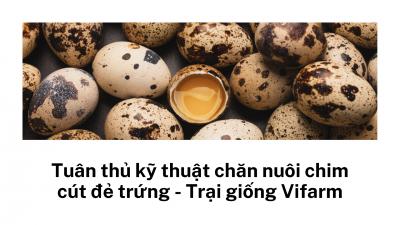 Tuân thủ kỹ thuật chăn nuôi chim cút đẻ trứng