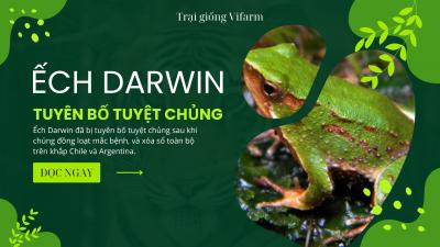 Tuyên bố tuyệt chủng loài ếch Darwin