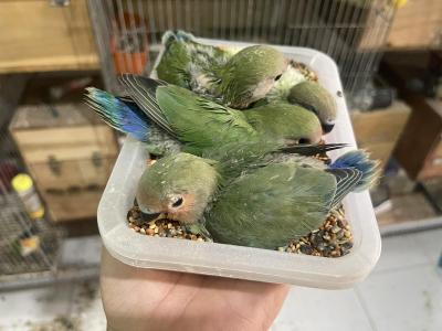 Vẹt lovebird giá bao nhiêu? Hướng dẫn nuôi vẹt lovebird đúng cách